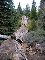 Ancient sequoia trunk