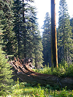 Tree by the meadow