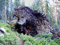 Fallen tree by the path
