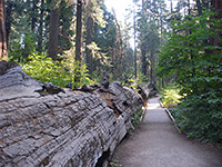 Fallen tree, Calaveras Big Trees State Park