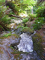 Pool at Fern Falls