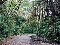 Entrance to Fern Canyon