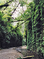 Fern Canyon