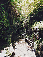 Fern Canyon tributary