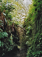Tributary of Fern Canyon