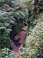 Looking down into Fern Canyon