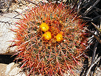 California barrel cactus