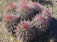 Echinocactus polycephalus