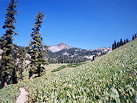 Field near Mill Creek Falls