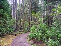 Rhododendrons and other undergrowth