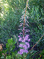 Long flower stalk