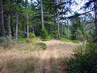Open area in the forest