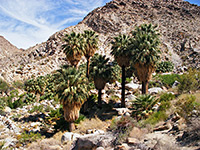 Group of palms