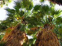 Fortynine Palms Oasis