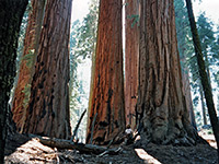 Trees along the Soldiers Loop Trail