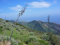Yucca flower spikes