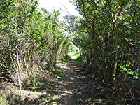 Overgrown section of the trail