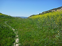 Grass and yellow flowers