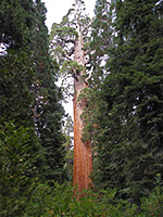 The General Grant Tree