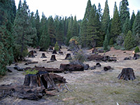 Converse Basin, Giant Sequoia National Monument