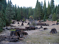 Giant Sequoia National Monument