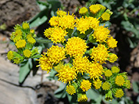 Solidago canadensis