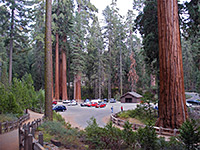 Grant Grove, Kings Canyon National Park