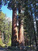 Sequoia by the road to Grant Grove