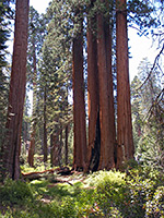 Group of giant sequoia