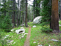 Path through the trees