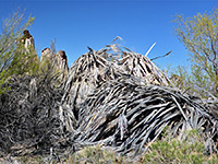 Palm fronds