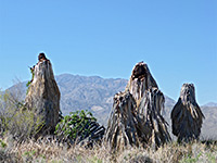 Dead palm trees