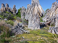 Palms at a spring