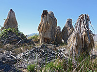 Group of palms