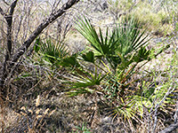 Small palm trees