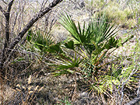 Small palm trees