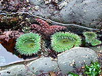 Giant green anemones