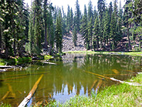 Shallow, green pond