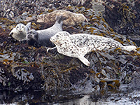 Four harbor seals