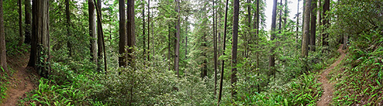 Panorama along the trail