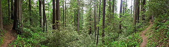 Jedediah Smith Redwoods State Park