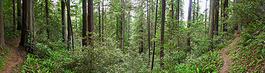 Jedediah Smith Redwoods State Park