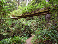 Fallen tree above the trail