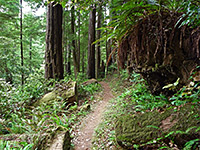 Ferns on tree roots