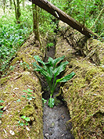 Skunk cabbage