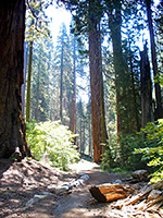 Path through the trees