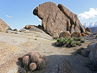 Echinocactus polycephalus