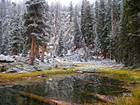 Trees by Heather Lake