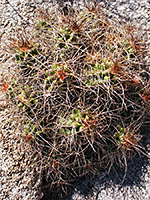 Hedgehog cactus