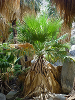 Young palm